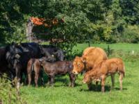 Kühe mit Kälber am Rande einer Weide